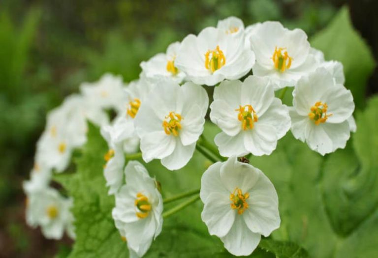 Shade garten with diphylleia grayi skeleton blume