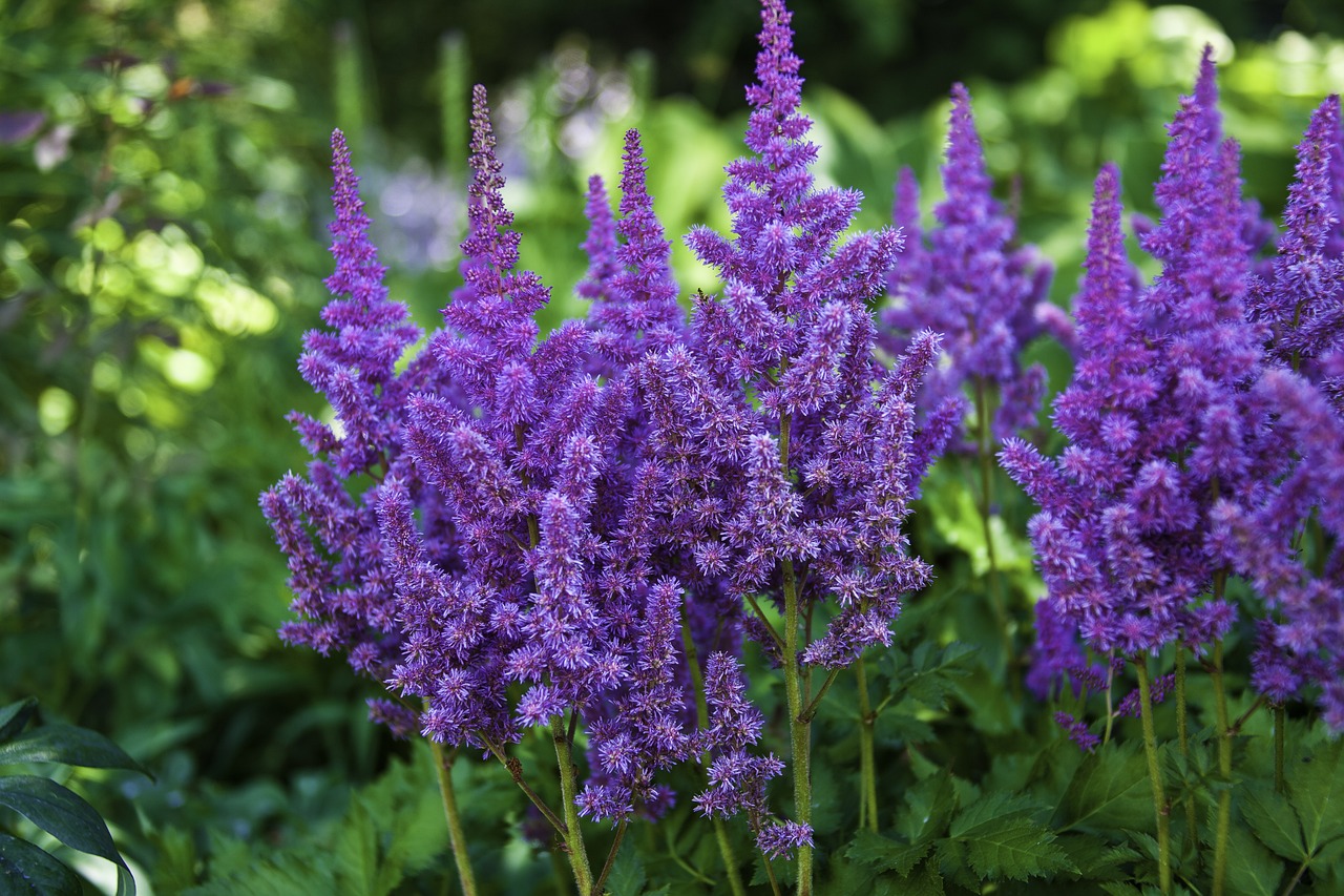 Astilbe pflanzen thriving in a shaded garten
