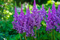 Astilbe pflanzen thriving in a shaded garten