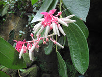 Cavendishia grandifolia blumen in shaded garten