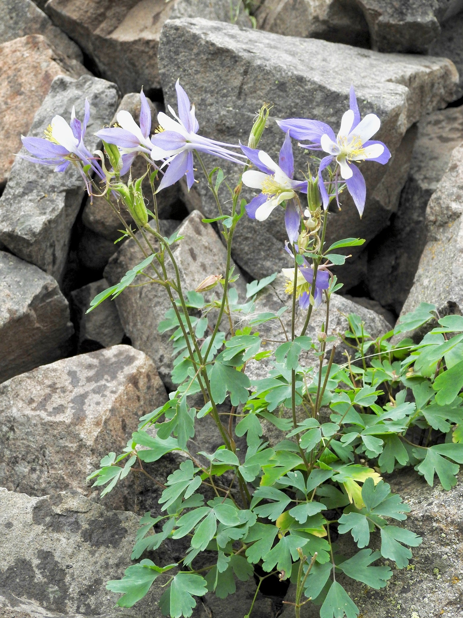 Columbine blumen wachsend in shaded garten