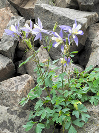 Columbine blumen wachsend in shaded garten