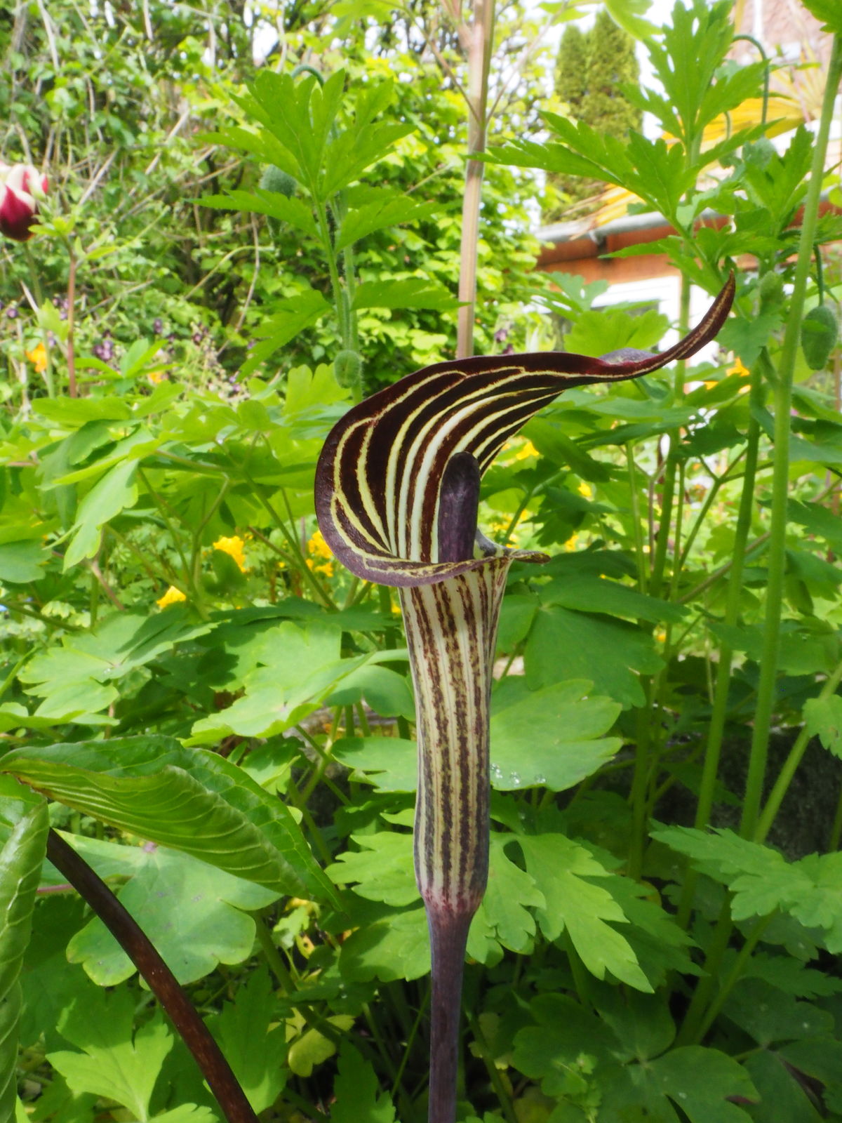 Jack-in-the-pulpit wachsend in shaded garten