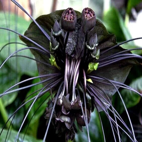 Tiger orchid blumen in shaded garten area