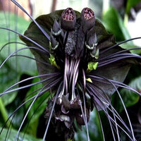 Tiger orchid blumen in shaded garten area