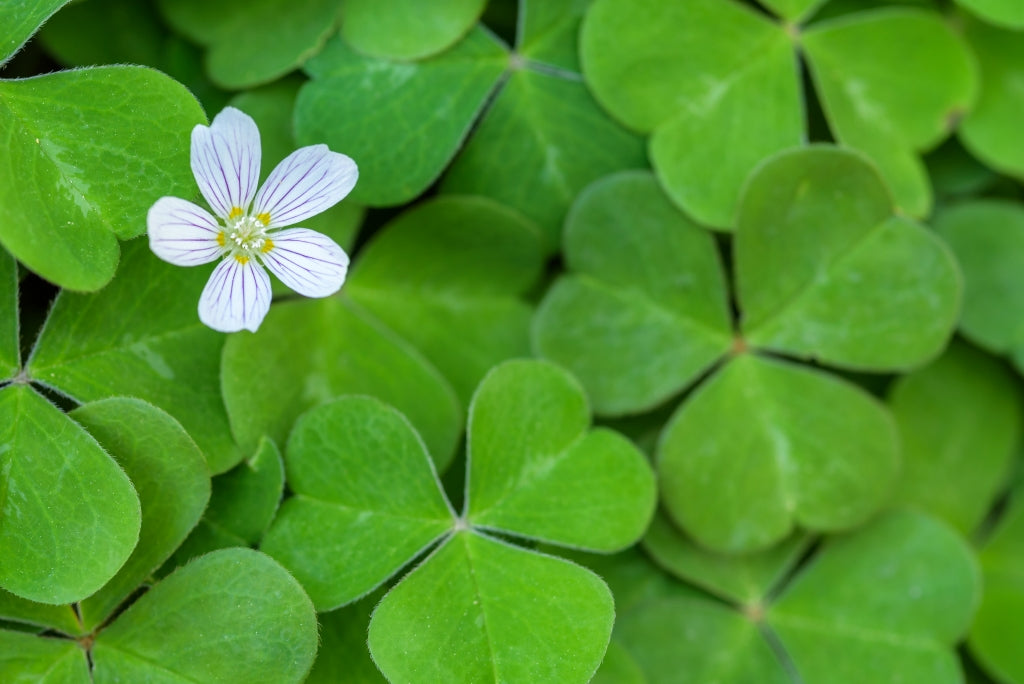 Grün Clover Samen zur Aussaat – robust mehrjährig blühend Clover Garten Samen