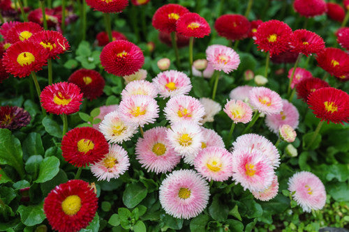 Rot and weiß shasta daisies in garten border