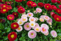 Rot and weiß shasta daisies in garten border