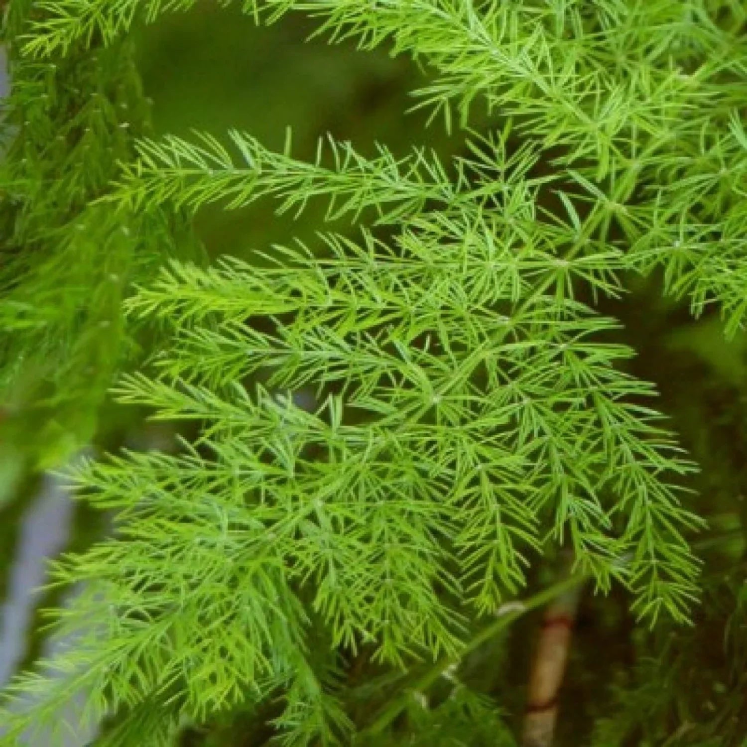 Green Shatavari Pflanze Samen for Easy Herbal Gartenarbeit