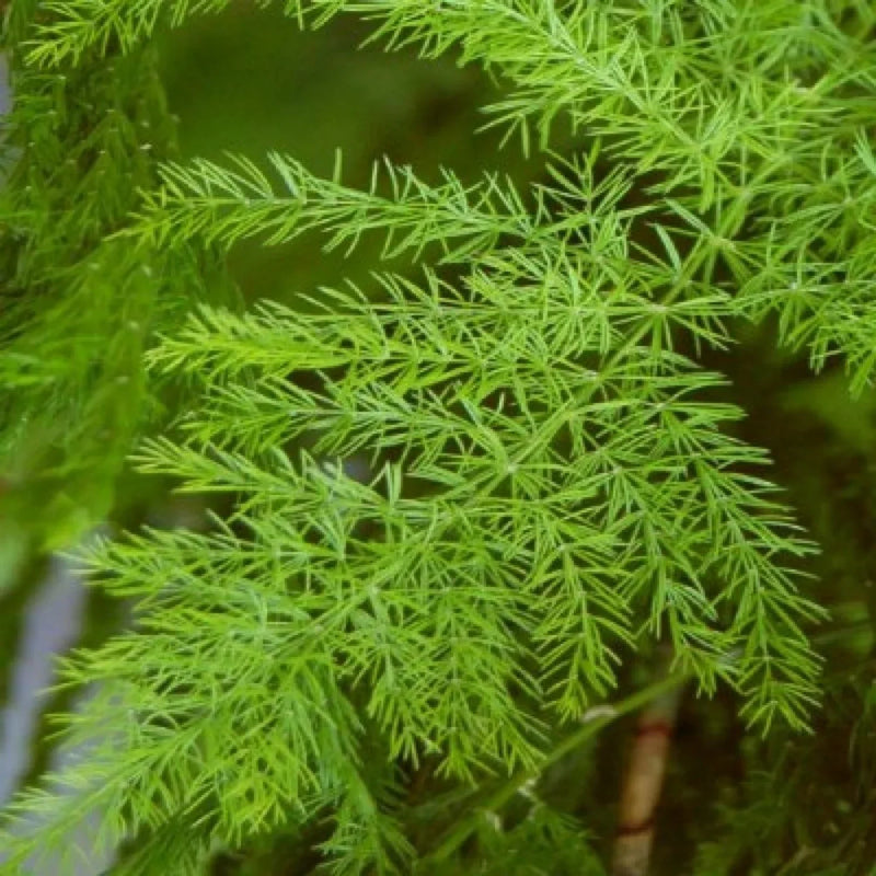 Green Shatavari Pflanze Samen for Easy Herbal Gartenarbeit