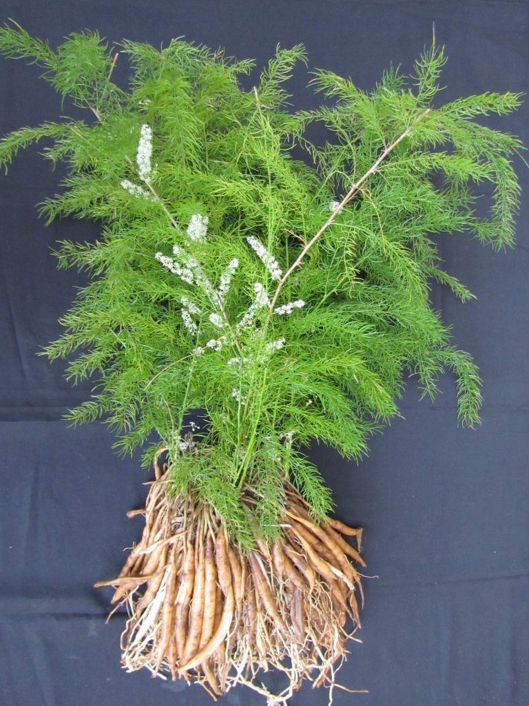 Young Shatavari Seedlings Anbau Indoors