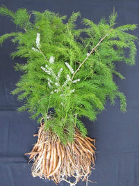 Young Shatavari Seedlings Anbau Indoors