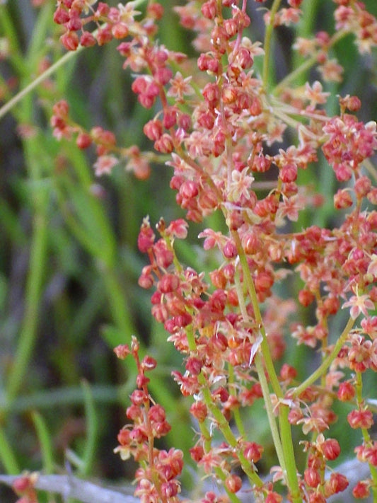 Sheep Sorrel Pflanze with red Blumen and tart leaves
