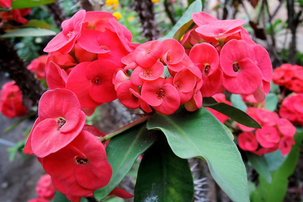 Shenot crown of thorns samen euphorbia milii für aussaat