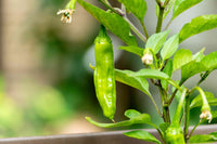 Freshly harvested shishito peppers aus garten