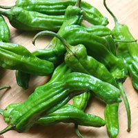 Mature shishito pepper pflanze with grüne foliage
