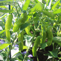 Healthy shishito pepper seedlings ready für transplanting