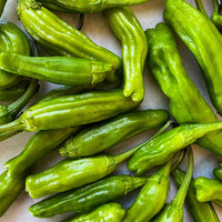 Shishito pepper samen (capsicum annuum) für home gemüse garten aussaat