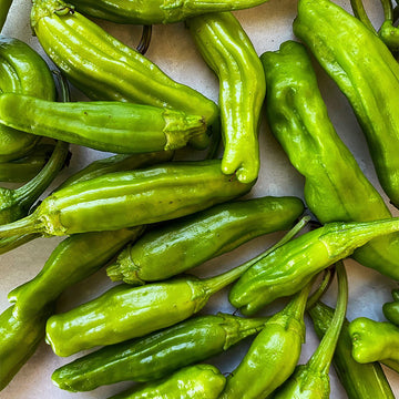 Shishito pepper samen (capsicum annuum) für home gemüse garten aussaat