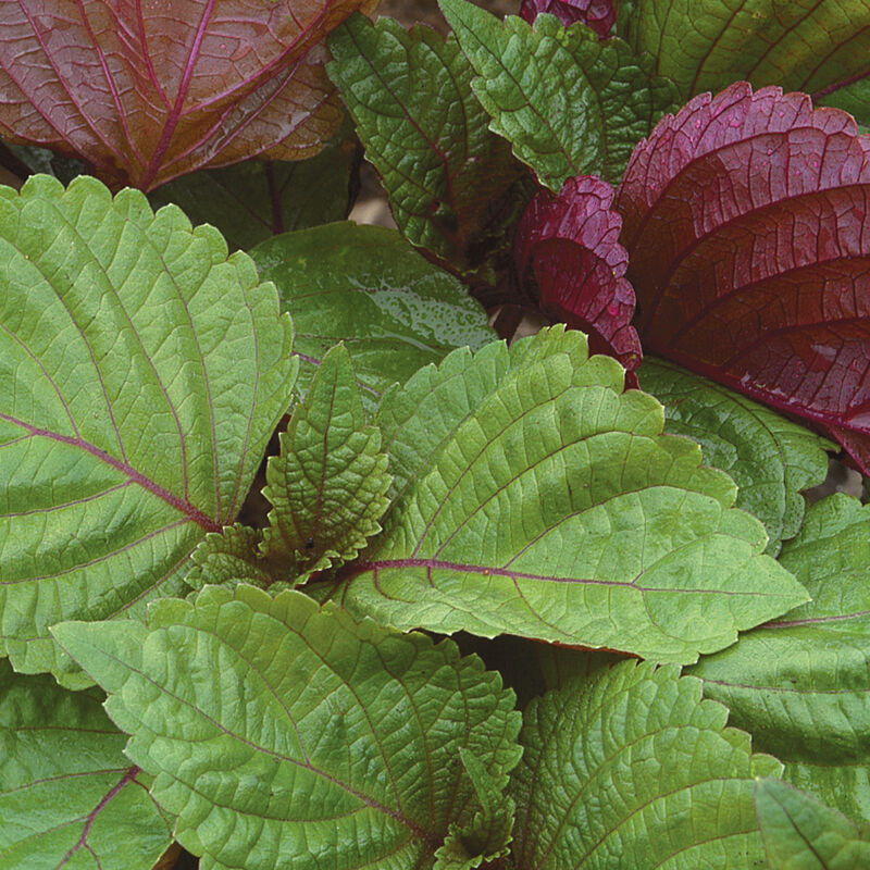 Britton Shiso Kraut from Samen Anbau in patio containers