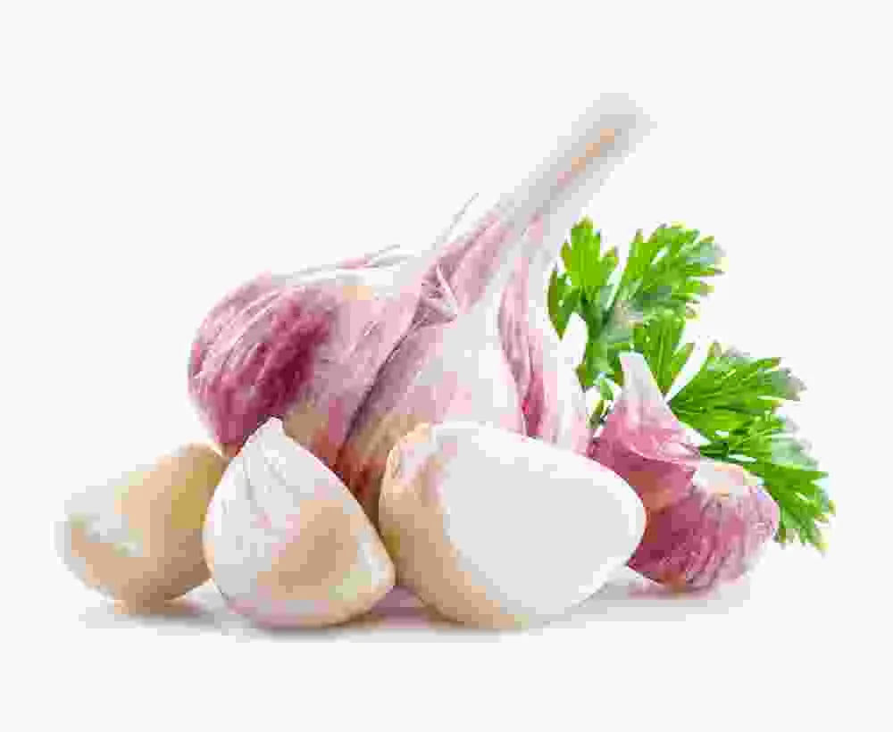 Weiß Porcelain Garlic Gemüse Samen zum Pflanzen Unique Garden Addition