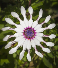 Shrubby daisybush samen for anpflanzung