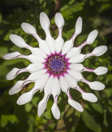 Shrubby daisybush samen for anpflanzung