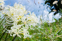 Lycoris (lycoris radiata) samen for anpflanzung in home garten