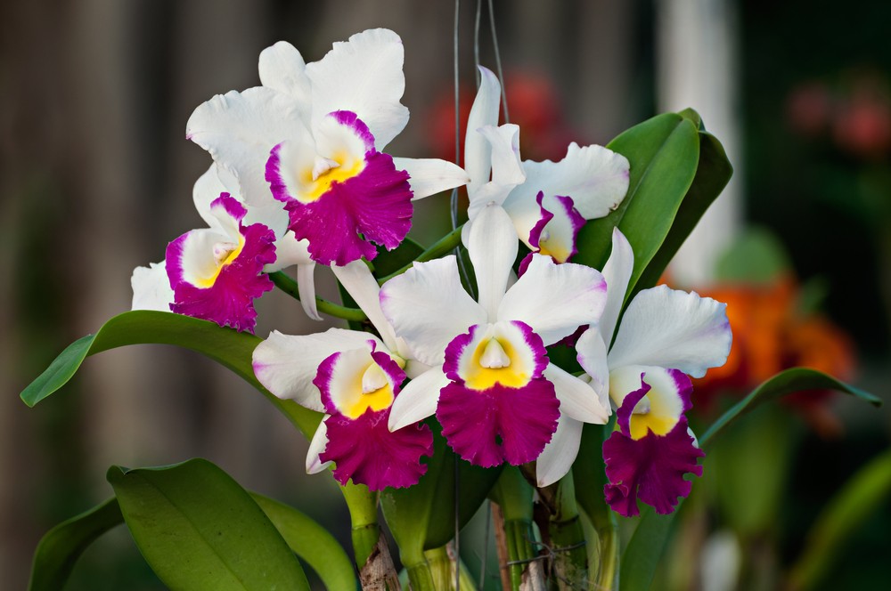 Cattleya Orchidee Samen Bonsai Aussaat – Multicolor Schmetterling Orchidee