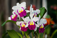 Cattleya Orchidee Samen Bonsai Aussaat – Multicolor Schmetterling Orchidee