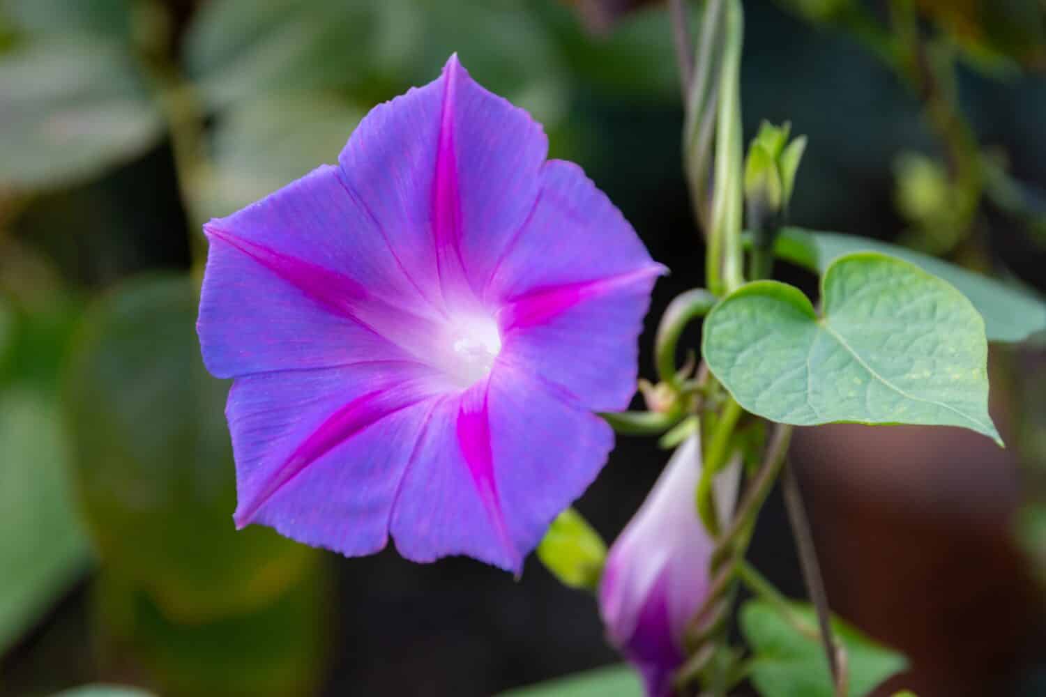 mehrjährig Vine kletternd Lila Blumensamen leuchtend Garten Aussaat