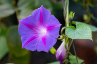 mehrjährig Vine kletternd Lila Blumensamen leuchtend Garten Aussaat