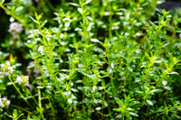 Satureia Hortensis Blumensamen zur Aussaat – kompakt Wuchs – Traditionssorte & ohne Gentechnik Samen Hausgarten