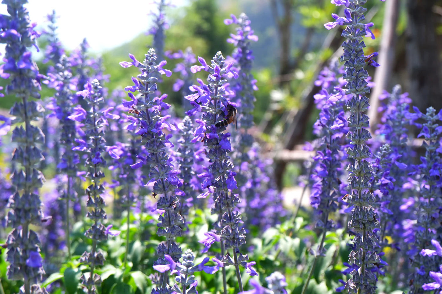 Blau mehrjährig Blumensamen zur Aussaat Schnitt Blume beliebt Traditionssorte & ohne Gentechnik Samen Hausgarten