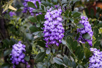 Mescal Blumensamen zur Aussaat Anzucht Traditionssorte & ohne Gentechnik Samen Hausgarten