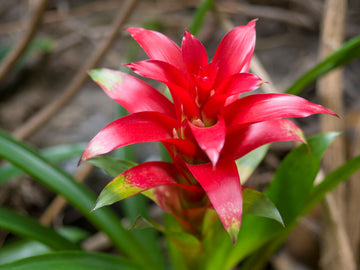 Rot Bromeliad Blumensamen zur Aussaat – Anzucht – Traditionssorte & ohne Gentechnik Samen Hausgarten