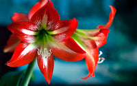 Hippeastrum Blumensamen zur Aussaat kompakt Wuchs Traditionssorte & ohne Gentechnik Samen Hausgarten