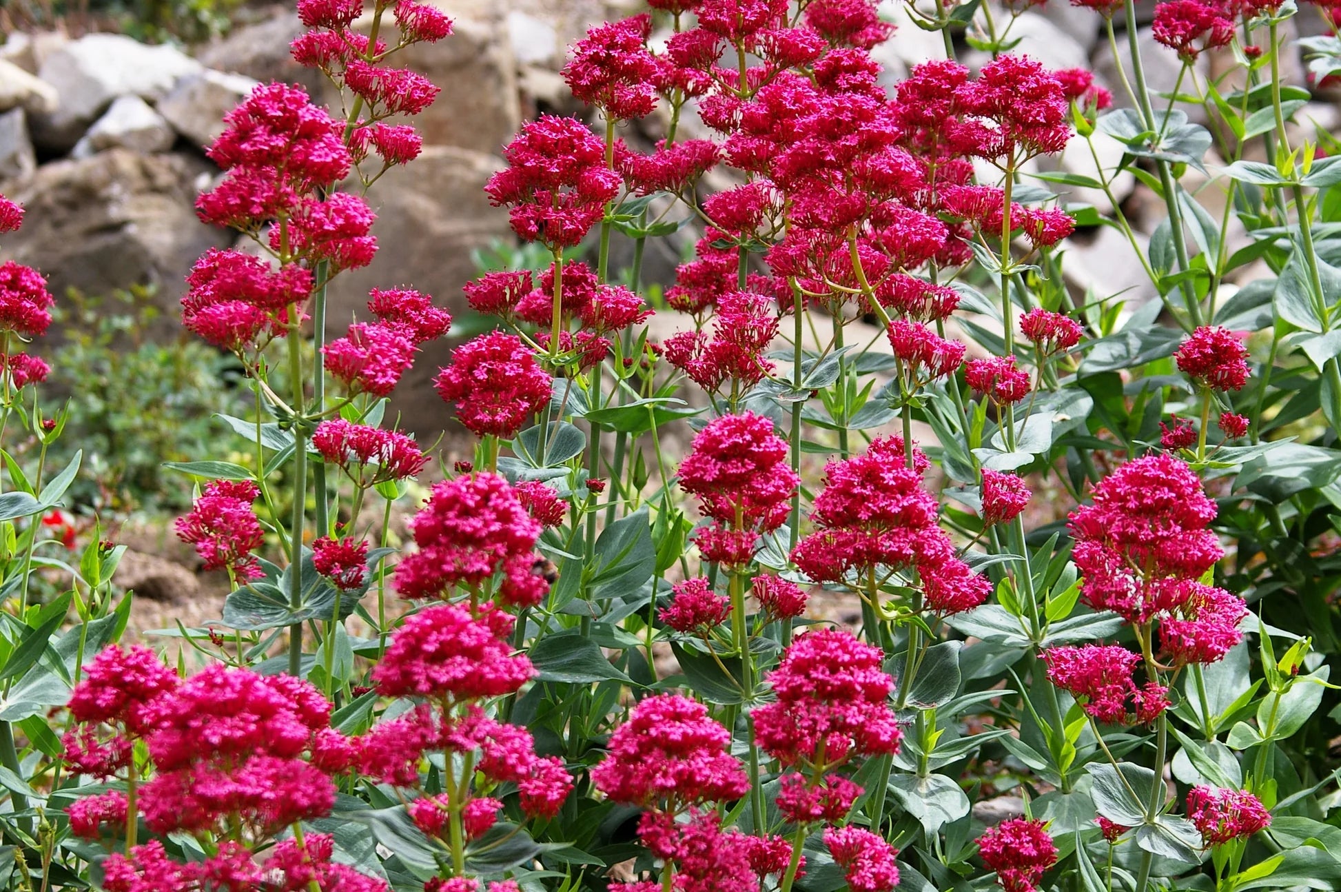 Rot Jupiter's Beard Blumensamen zur Aussaat – Schnitt Blume beliebt – Traditionssorte & ohne Gentechnik Samen Hausgarten