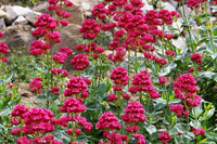 Rot Jupiter's Beard Blumensamen zur Aussaat – Schnitt Blume beliebt – Traditionssorte & ohne Gentechnik Samen Hausgarten