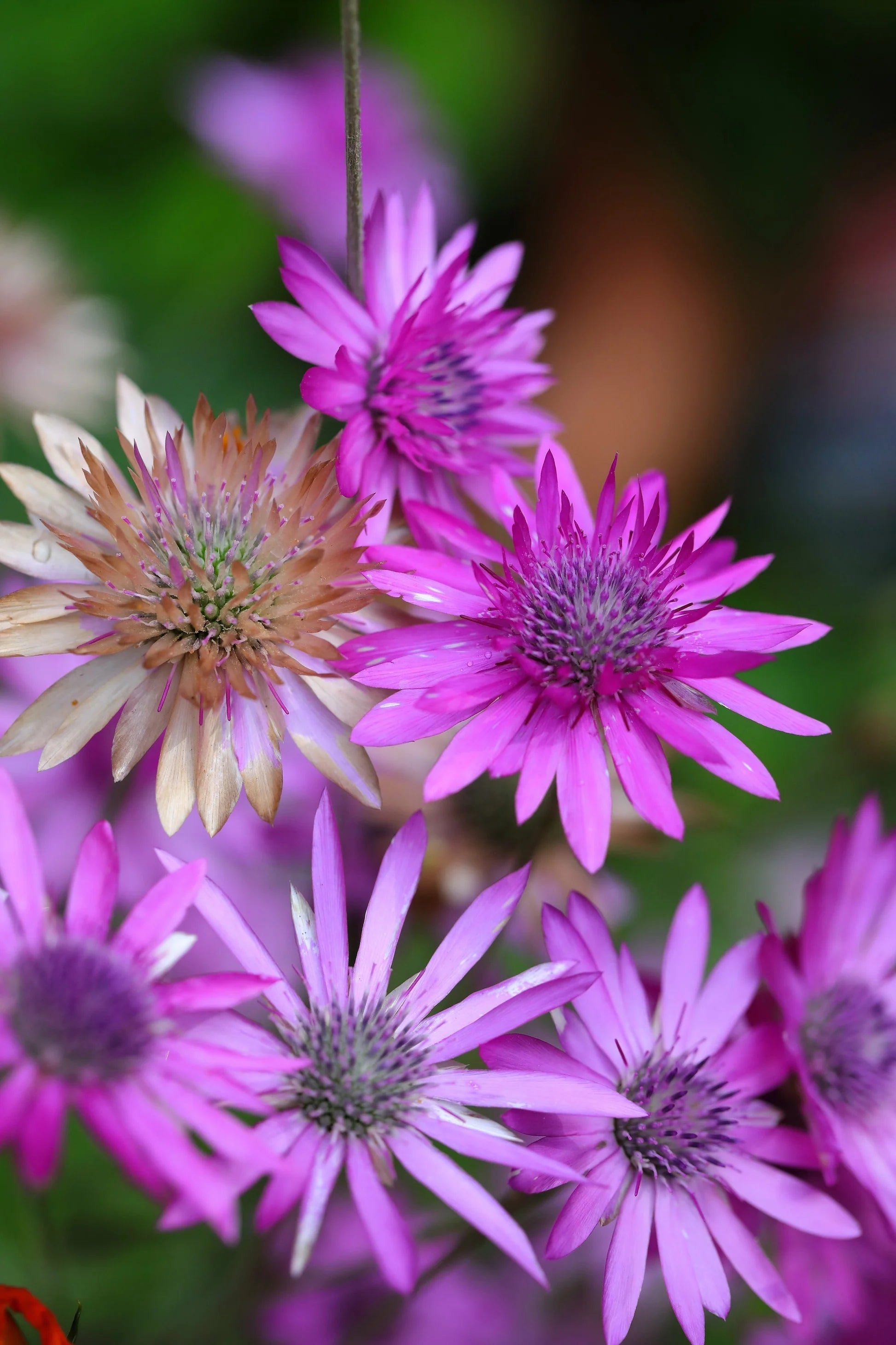 Xeranthemum Annuum Blumensamen Aussaat