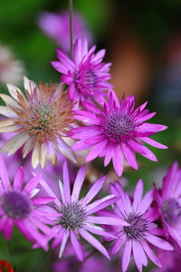 Xeranthemum Annuum Blumensamen Aussaat