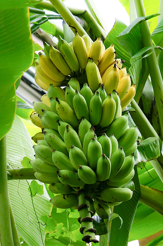 Bananensamen für einfaches Anpflanzen