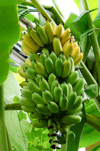 Bananensamen für einfaches Anpflanzen