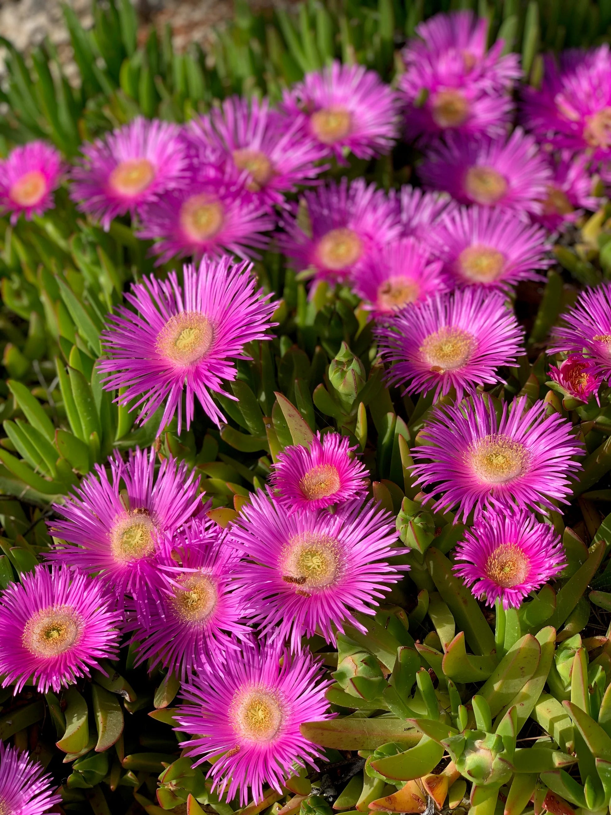 Fuchsie Cooperi Blumensamen zur Aussaat – Bestäuber freundlich – Traditionssorte & ohne Gentechnik Samen Hausgarten