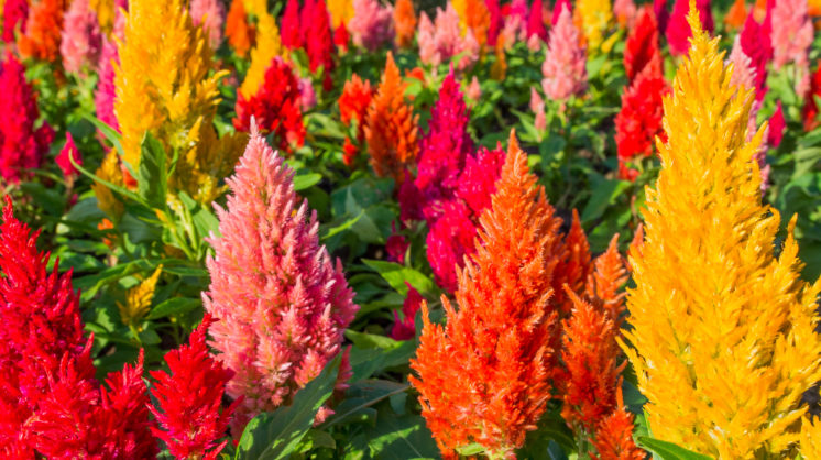 Plumed Blumensamen leuchtend Garten Aussaat