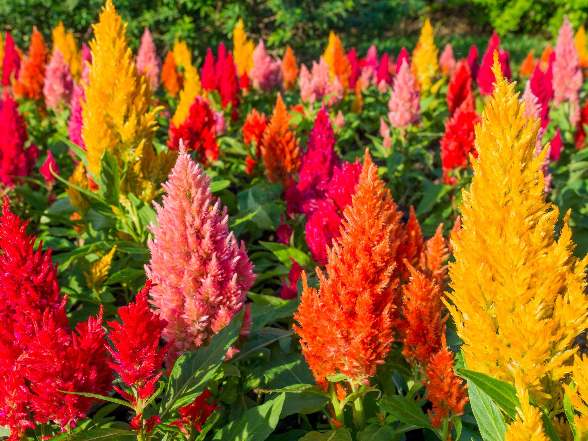 Traditionssorte Rooster Blumensamen zur Aussaat farbenfroh Schau Traditionssorte & ohne Gentechnik Samen Hausgarten