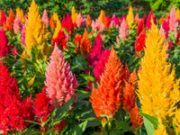 Traditionssorte Rooster Blumensamen zur Aussaat farbenfroh Schau Traditionssorte & ohne Gentechnik Samen Hausgarten