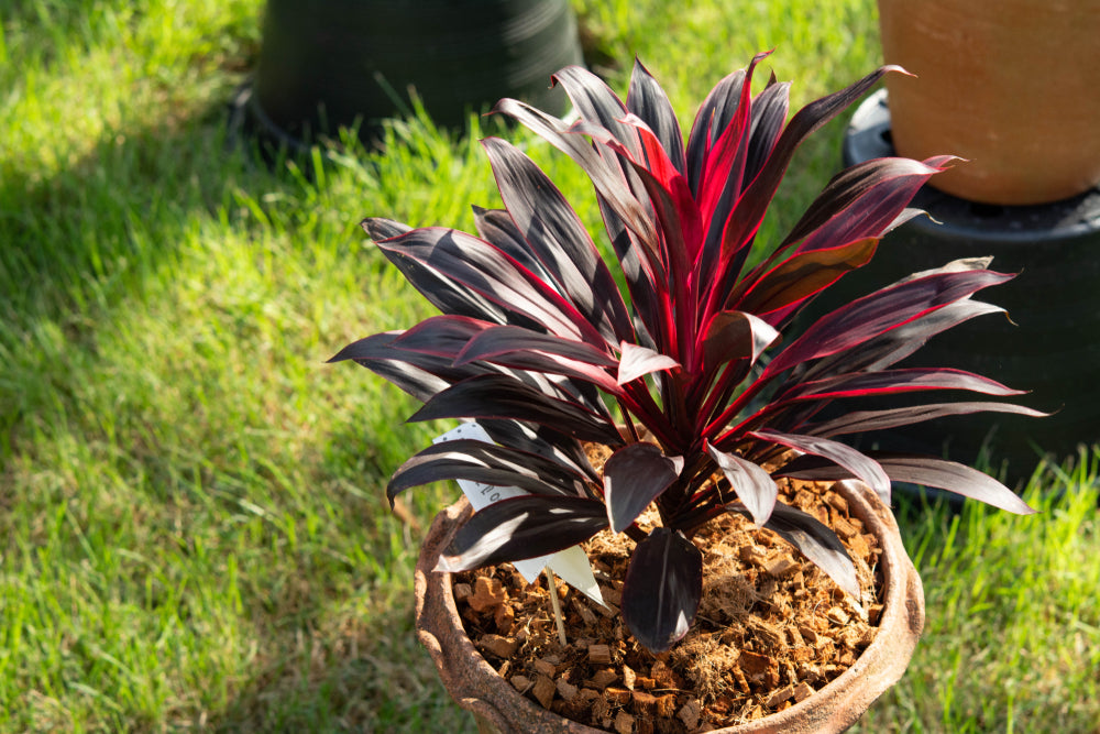 Cordyline Blumensamen zur Aussaat – Anzucht – Traditionssorte & ohne Gentechnik Samen Hausgarten