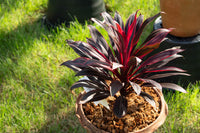 Cordyline Blumensamen zur Aussaat – Anzucht – Traditionssorte & ohne Gentechnik Samen Hausgarten