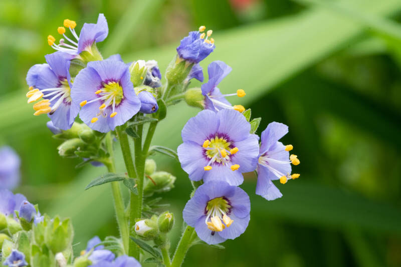 Blau Polemonium Blumensamen zur Aussaat – sonnenliebend – Traditionssorte & ohne Gentechnik Samen Hausgarten